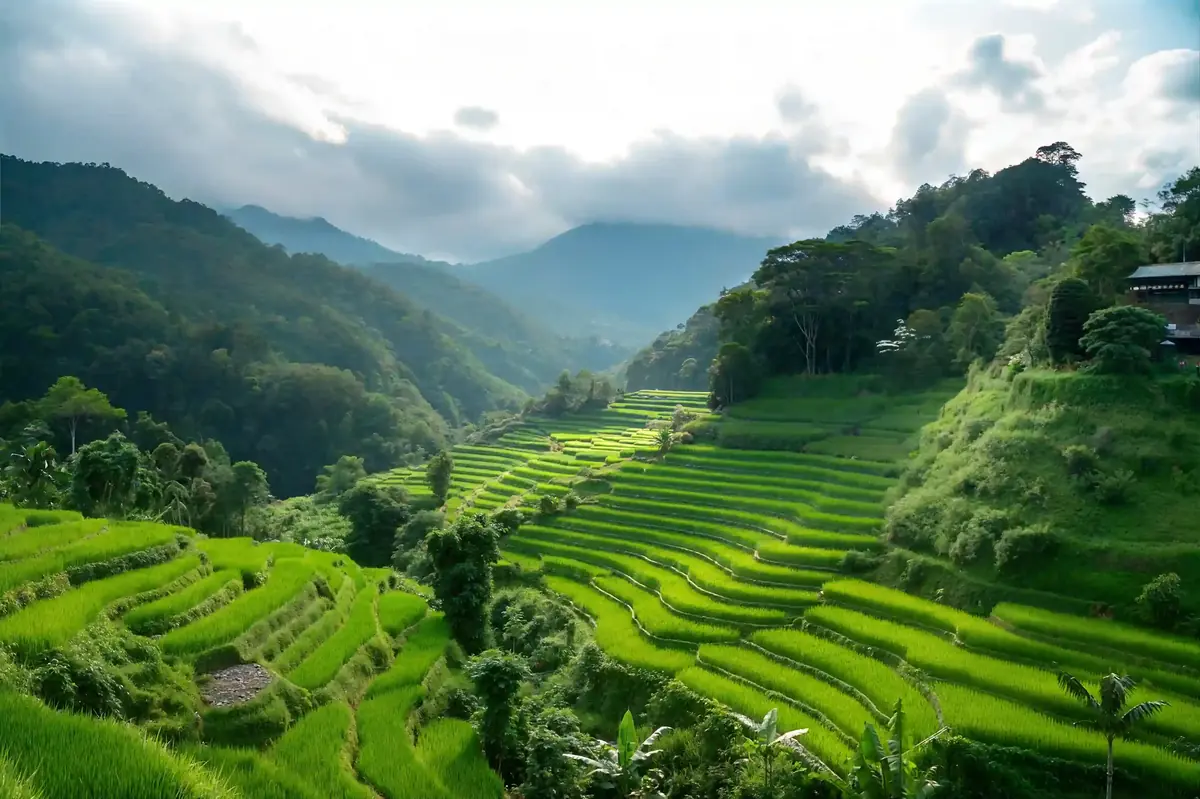 Rice terraces at Pupuan, West Bali